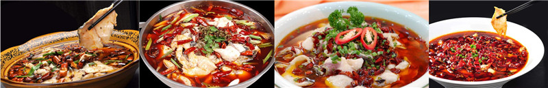 片片鱼培训,学片片鱼 片片鱼培训,学片片鱼